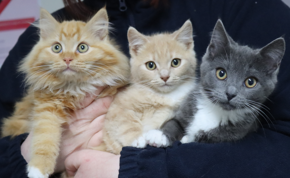 3 kittens