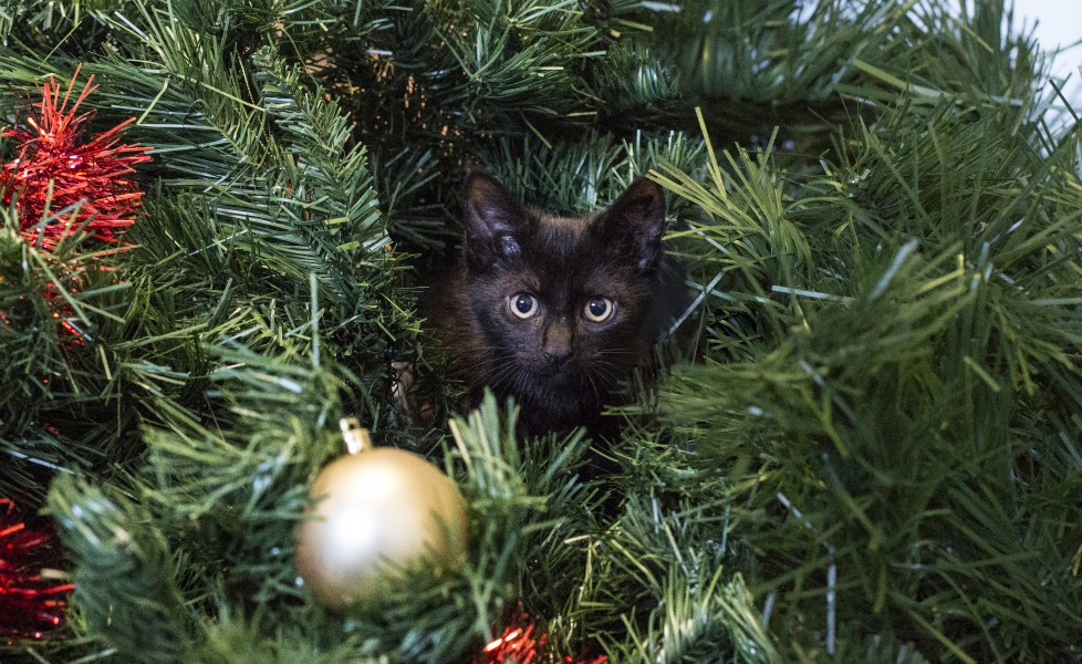 Kitten under tree