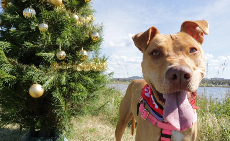 dog in front of the Christmas tree