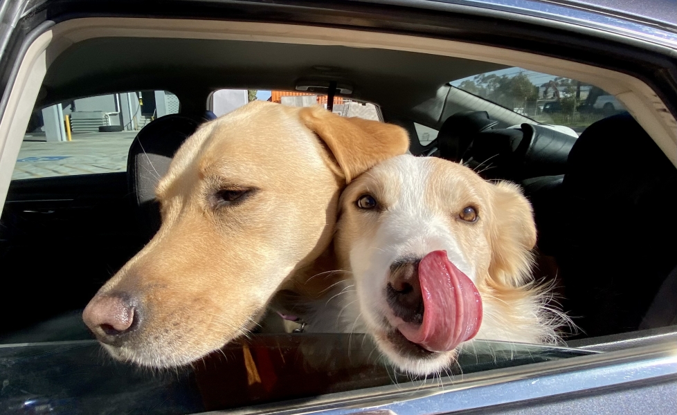 Dog in car