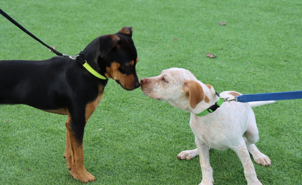 Puppy Socialisation 13 to 16 weeks