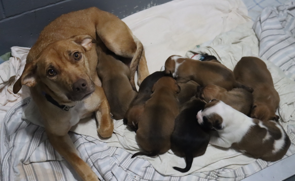 Ava and pups