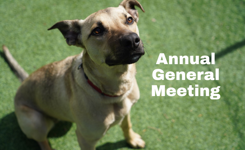 Annual General Meeting