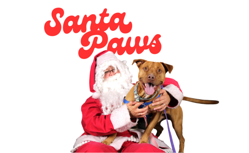 santa paws