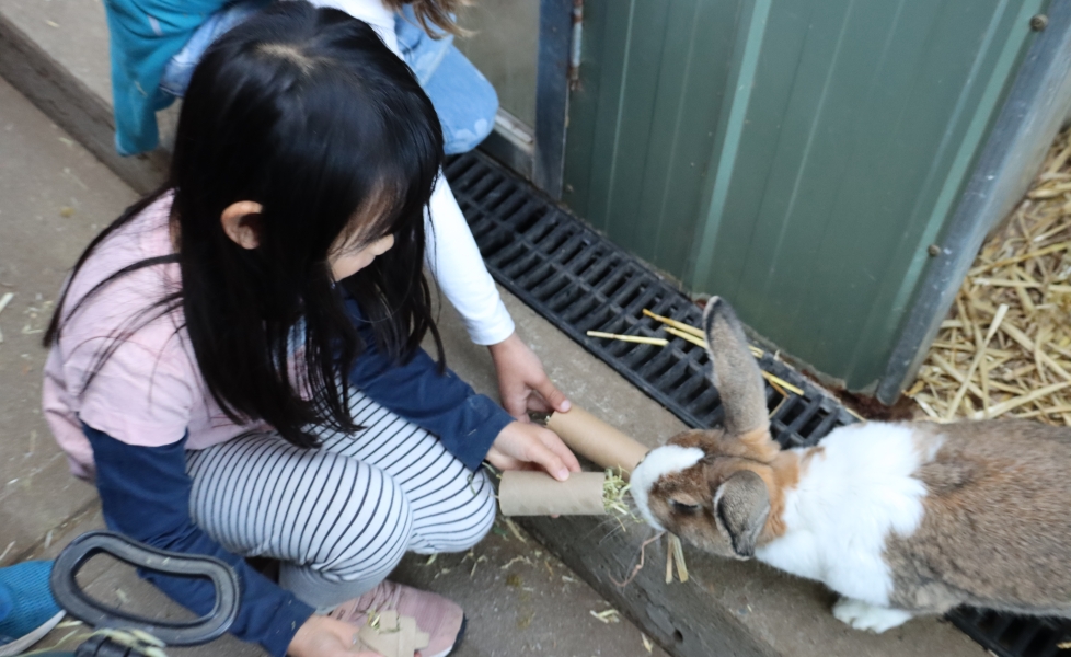 bunny