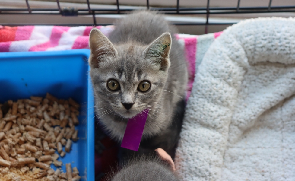 kitten