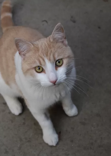 Tango's Place Cat Boarding