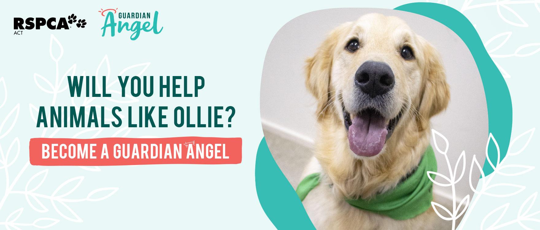 Become a Guardian Angel for an animal like Ollie