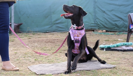 Young Dog Basics Course