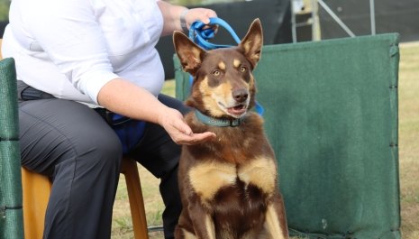 adult dog school