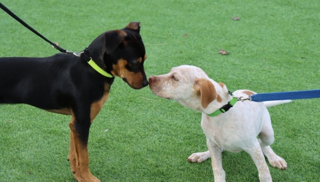 Puppy Socialisation 