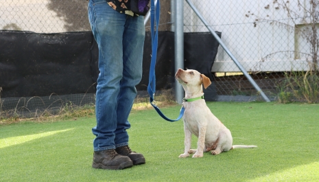 Puppy Basics Course