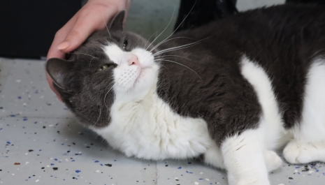 Cat lying down for pets