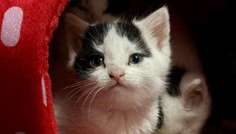 Black and white kitten