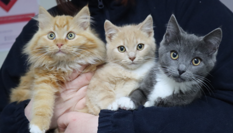 3 kittens