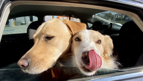 Dog in car