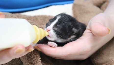 kitten with milk bottle