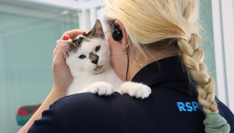 kitten and a staff