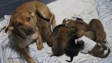 Ava and pups