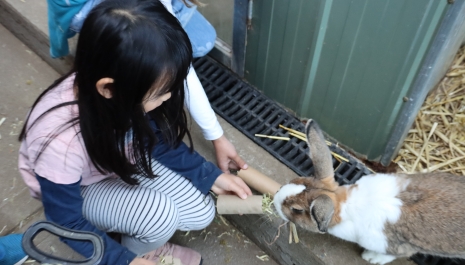 bunny