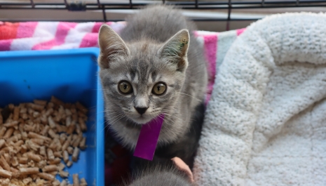 kitten